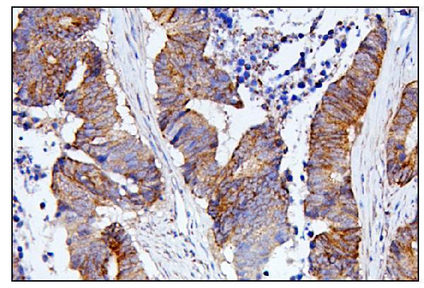 Anti-CDC42 Antibody Picoband® Boster Bio