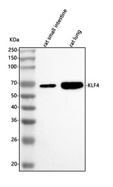 Anti-Klf4 Antibody Picoband® Boster Bio