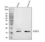 Anti-FGF2 Antibody Picoband® Boster Bio
