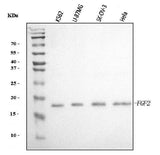 Anti-FGF2 Antibody Picoband® Boster Bio