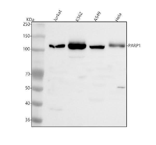 Anti-PARP1 Antibody Picoband® Boster Bio