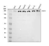 Anti-BRD4 Antibody Picoband® Boster Bio