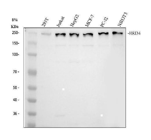 Anti-BRD4 Antibody Picoband® Boster Bio