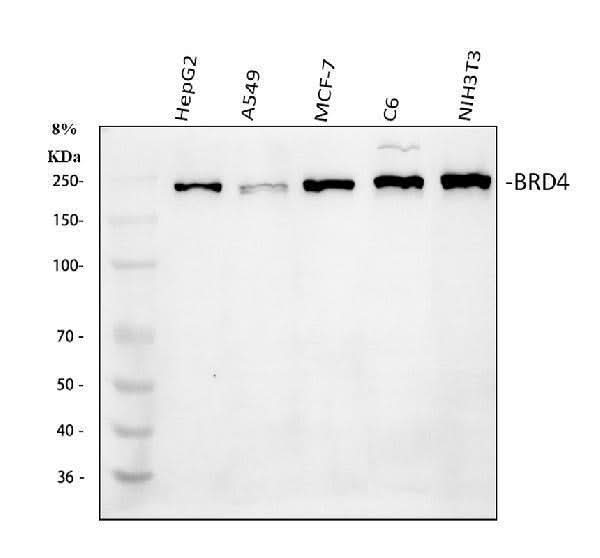 Anti-BRD4 Antibody Picoband® Boster Bio