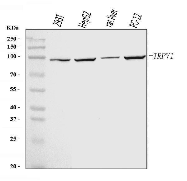 Anti-TRPV1 Antibody Picoband® Boster Bio