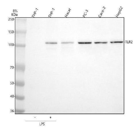 Anti-TLR2 Antibody Picoband® Boster Bio