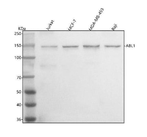 Anti-ABL1 Antibody Picoband® Boster Bio