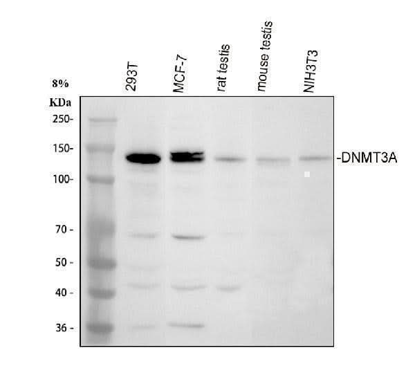 Anti-DNMT3A Antibody Picoband® Boster Bio