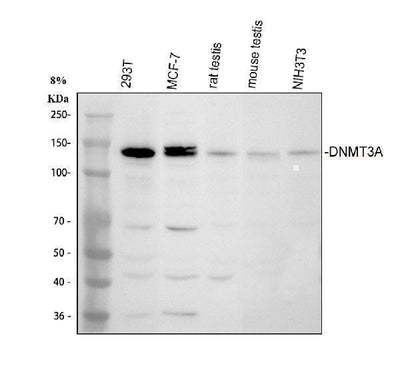 Anti-DNMT3A Antibody Picoband® Boster Bio