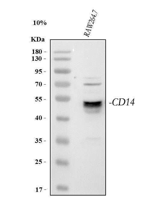 Anti-Cd14 Antibody Picoband® Boster Bio