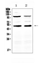 Anti-CD14 Antibody Picoband® Boster Bio