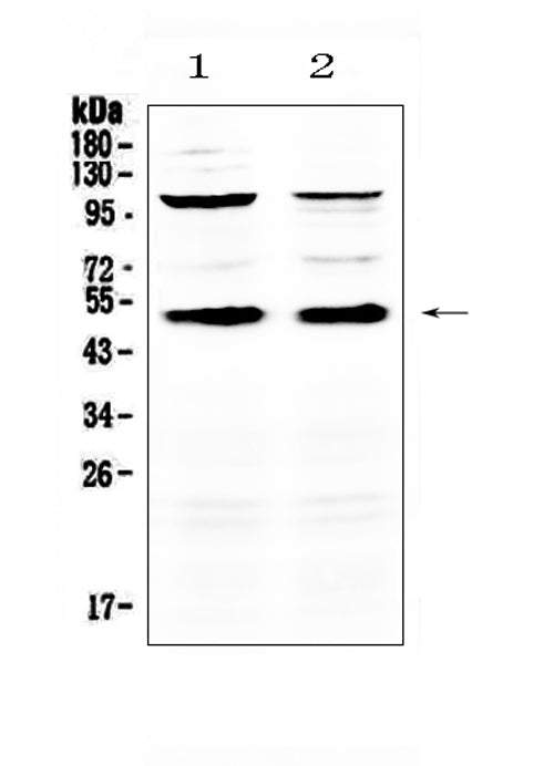 Anti-CD14 Antibody Picoband® Boster Bio