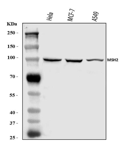 Anti-MSH2 Antibody Picoband® Boster Bio