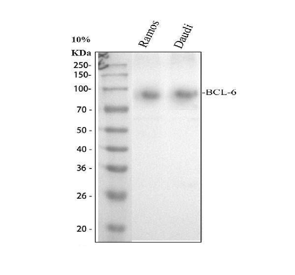 Anti-BCL6 Antibody Picoband® Boster Bio