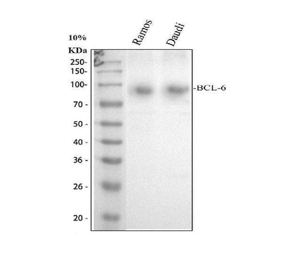 Anti-BCL6 Antibody Picoband® Boster Bio