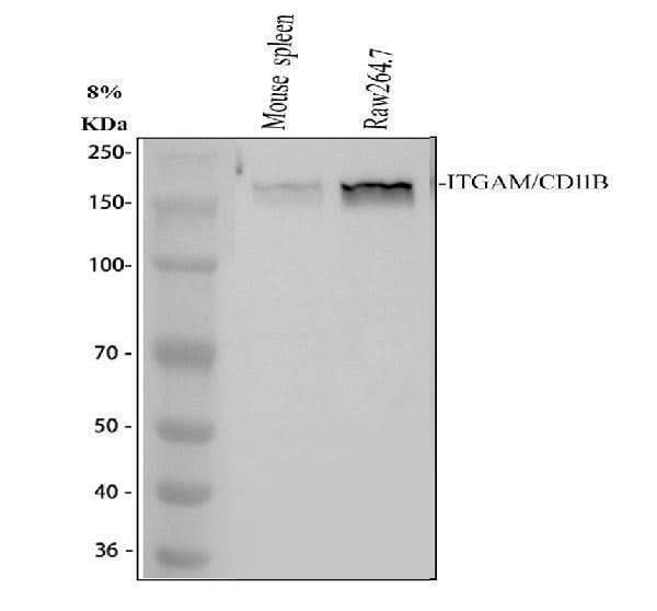 Anti-CD11b/ITGAM Antibody Picoband® Boster Bio