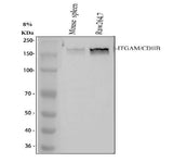 Anti-CD11b/ITGAM Antibody Picoband® Boster Bio