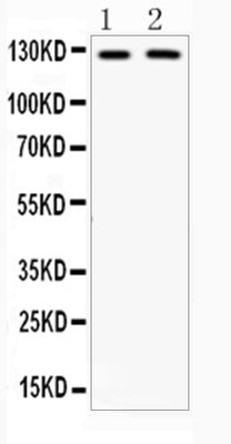 Anti-CD11b/ITGAM Antibody Picoband® Boster Bio
