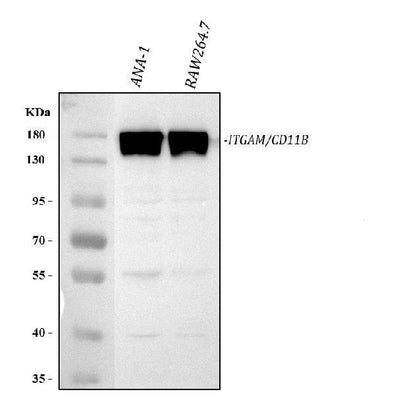 Anti-CD11B/Integrin Alpha M/Itgam Antibody Picoband® Boster Bio