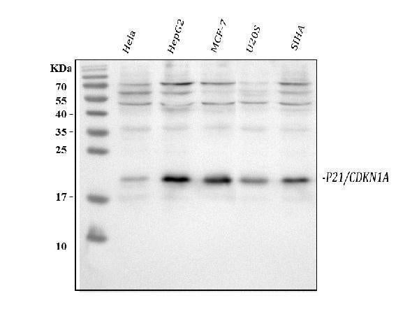 Anti-P21/CDKN1A Antibody Picoband® Boster Bio