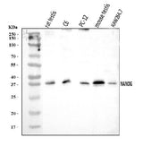 Anti-Nanog Antibody Picoband® Boster Bio