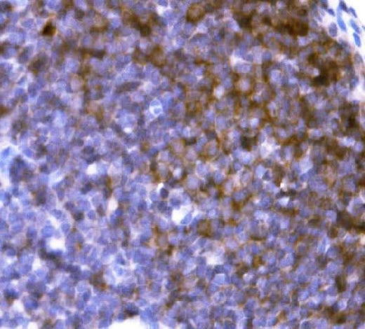 Anti-Cd19 Antibody Boster Bio