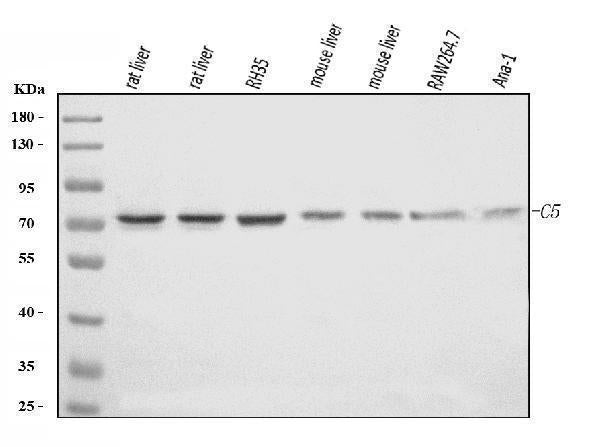 Anti-C5 Antibody Picoband® Boster Bio