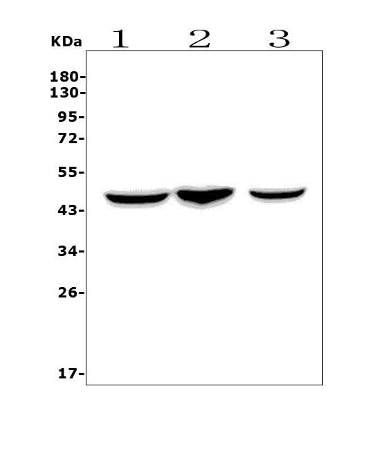 Anti-CCR2 Picoband® Antibody Boster Bio