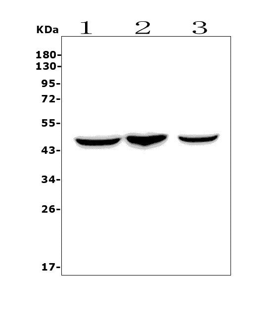 Anti-CCR2 Picoband® Antibody Boster Bio
