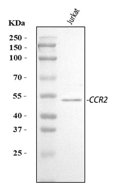 Anti-CCR2 Antibody Picoband® Boster Bio