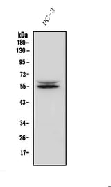 Anti-IRF3 Antibody Picoband® Boster Bio