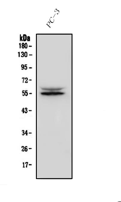 Anti-IRF3 Antibody Picoband® Boster Bio