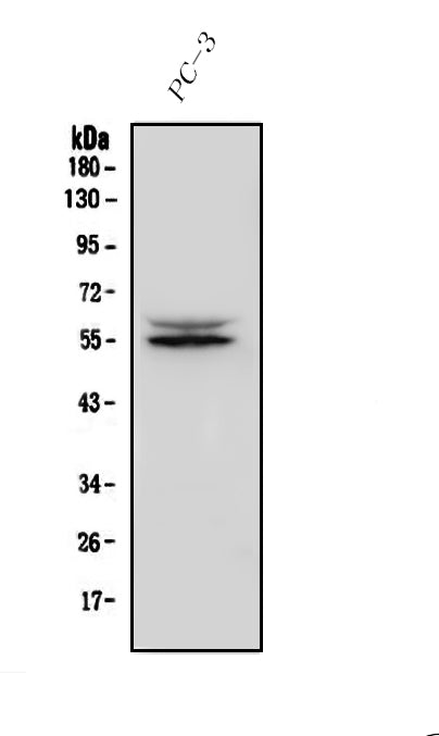 Anti-IRF3 Antibody Picoband® Boster Bio