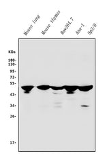 Anti-IRF3 Antibody Picoband® Boster Bio