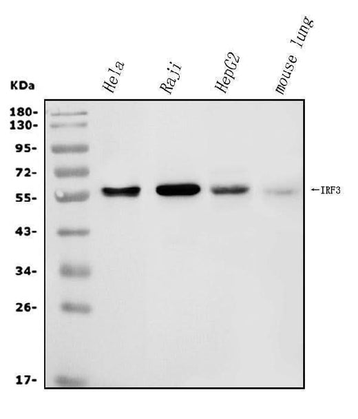 Anti-IRF3 Antibody Picoband® Boster Bio