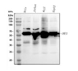 Anti-IRF3 Antibody Picoband® Boster Bio