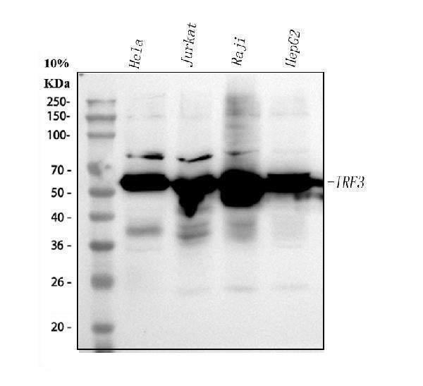 Anti-IRF3 Antibody Picoband® Boster Bio