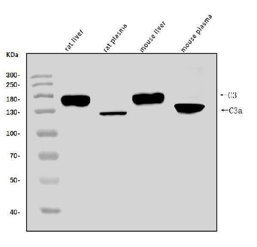 Anti-C3 Antibody Picoband® Boster Bio