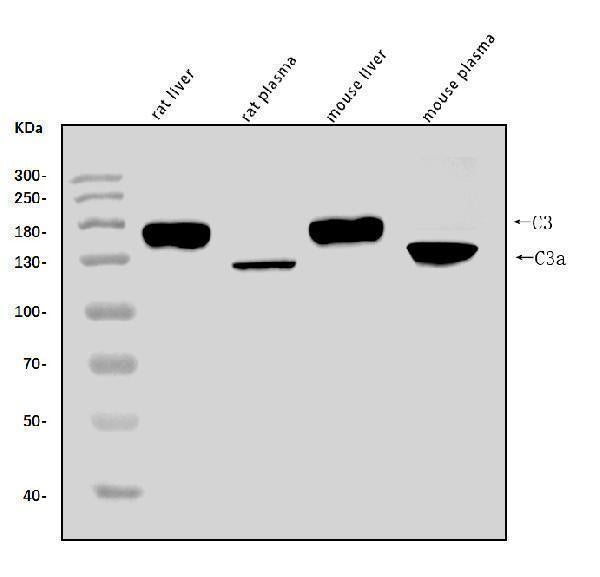 Anti-C3 Antibody Picoband® Boster Bio