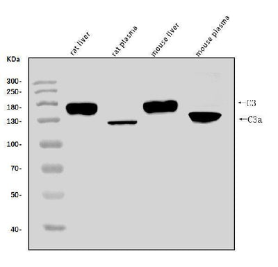 Anti-C3 Antibody Picoband® Boster Bio