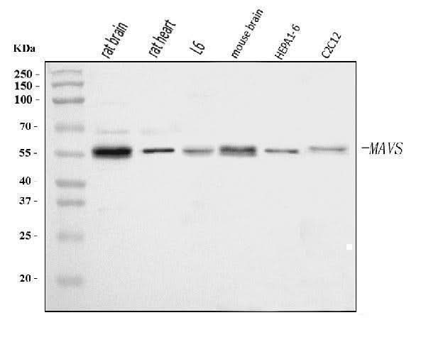 Anti-Mavs Antibody Picoband® Boster Bio