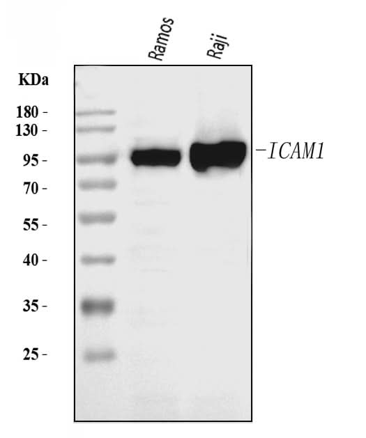 Anti-ICAM1 Antibody Picoband® Boster Bio