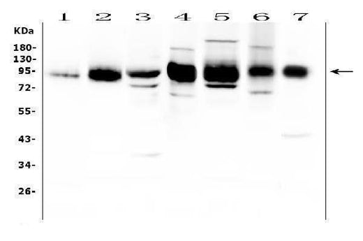 Anti-ICAM1 Antibody Picoband® Boster Bio