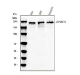 Anti-Dnmt1 Antibody Picoband® Boster Bio