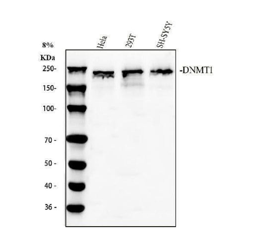 Anti-Dnmt1 Antibody Picoband® Boster Bio