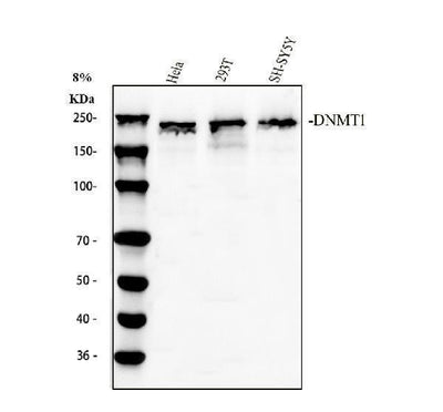 Anti-Dnmt1 Antibody Picoband® Boster Bio