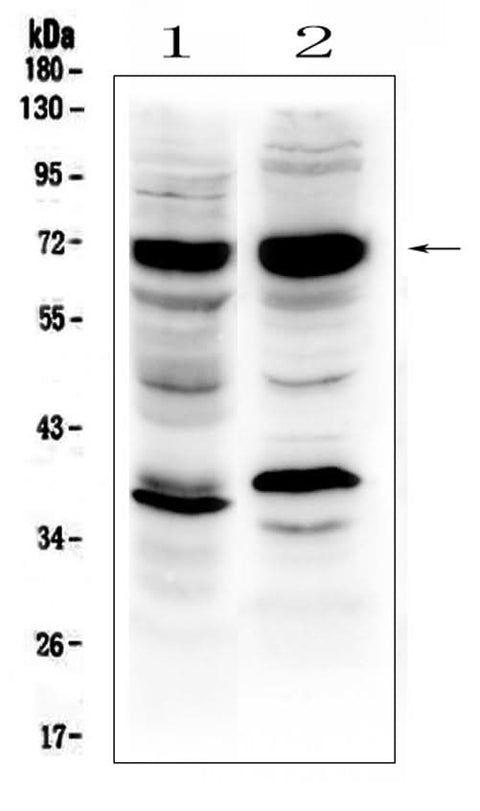 Anti-SOX9 Antibody Picoband® Boster Bio