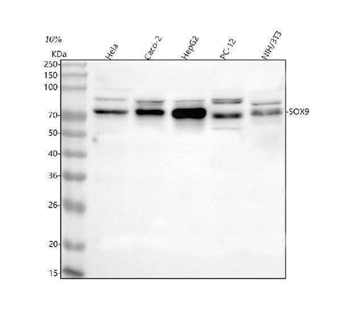 Anti-SOX9 Antibody Picoband® Boster Bio