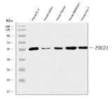 Anti-PD1/Pdcd1 Antibody Picoband® Boster Bio