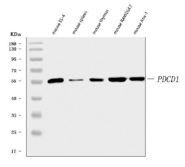 Anti-PD1/Pdcd1 Antibody Picoband® Boster Bio